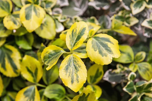 Detalle de la foto de hojas amarillo-verdes, escena natural — Foto de Stock