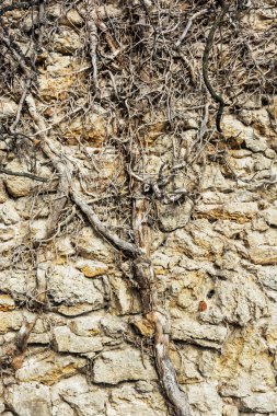 Eski taş duvar ve ağaç kökleri