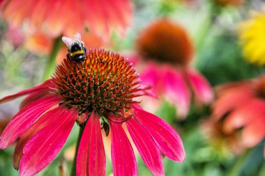 Bahçede bumble bee ve kırmızı rudbeckia çiçek