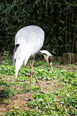 Beyaz leylek - Ciconia ciconia açık hava sahnesinde