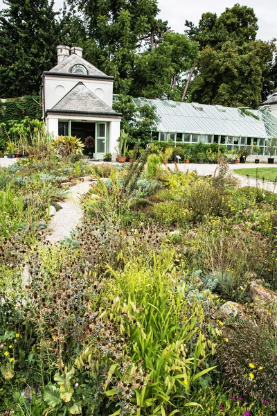 Växthus med olika blommande växter och kaktusar i orangeriet — Stockfoto