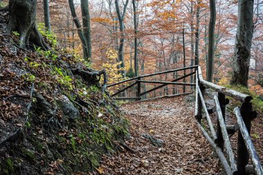 Yolu ile sonbahar yaprak döken orman korkuluk hiking