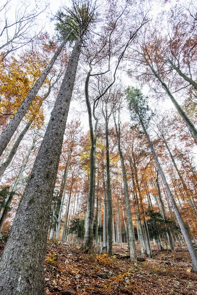 Uzun boylu ağaçlar ile sonbahar renkli orman