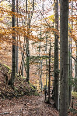Yolu ile sonbahar yaprak döken orman, turizm korkuluk hiking