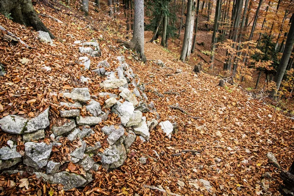 Europeisk lövskog med stenar och spruckna bruna löv — Stockfoto