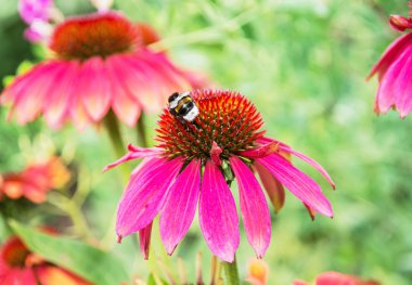 Yaz bahçede bumble bee ve kırmızı rudbeckia çiçek