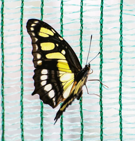 Foto de cerca de mariposa amarilla — Foto de Stock