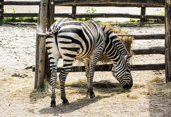 Cebra de montaña Equus zebra hartmannae alimentándose en cautiverio — Foto de Stock