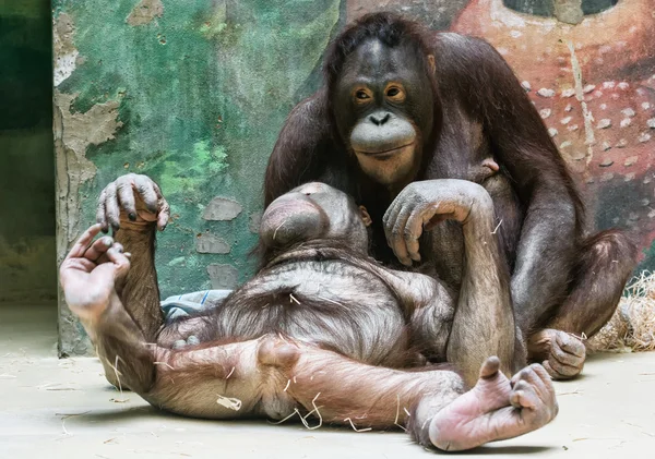 Orangutanger - Pongo pygmaeus - spelar i djurpark, djur scen — Stockfoto