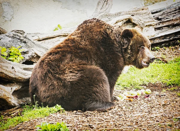 Urso-pardo - Ursus arctos arctos - posando e comendo maçãs — Fotografia de Stock