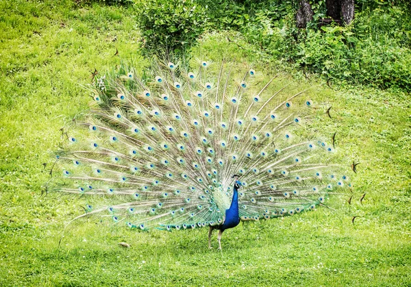 Indian peafowl - Pavo cristatus - male (peacock) displaying — Stock Photo, Image