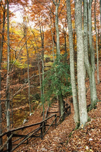 Hiking korkuluk sonbahar yaprak döken orman yolu hiking — Stok fotoğraf