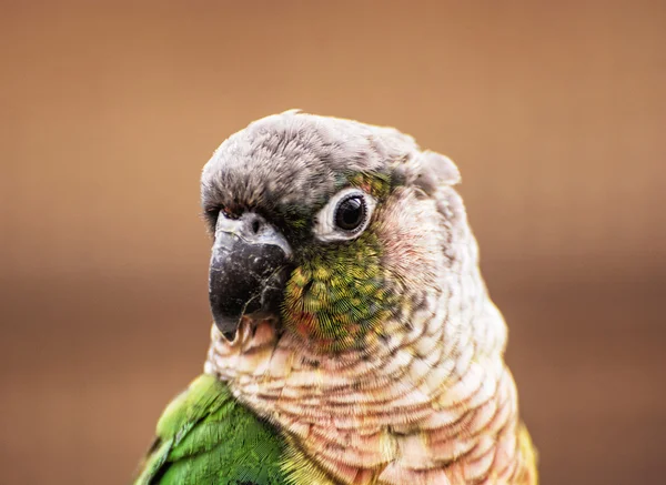 Portrait de beau perroquet coloré, scène d'oiseau — Photo