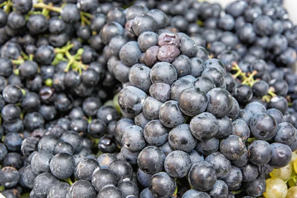 De cerca foto de racimo azul de uvas —  Fotos de Stock