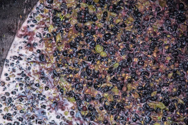 Grapes in wine press, vintage theme — Stock Photo, Image