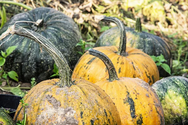 Close up photo of ripe pumpkins in the field — Stock Photo, Image