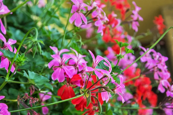 Flores de pelargonio rojo y púrpura - Pelargonium hortorum — Foto de Stock