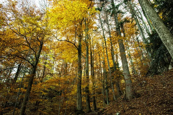 Outono floresta colorida com árvores altas, paisagem amarela — Fotografia de Stock