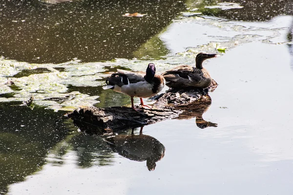 Dvojice z divoké kachny s odraz v rybníce — Stock fotografie