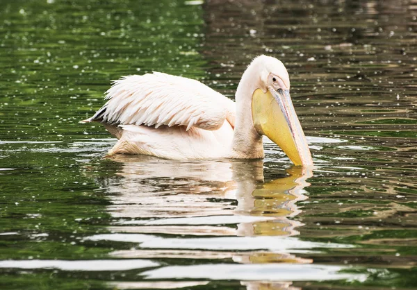 Grande pelicano branco - Pelecanus onocrotalus com reflexão — Fotografia de Stock