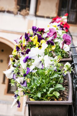 Çiçek tencerede çiçek ev dekorasyon karışık hercai menekşe