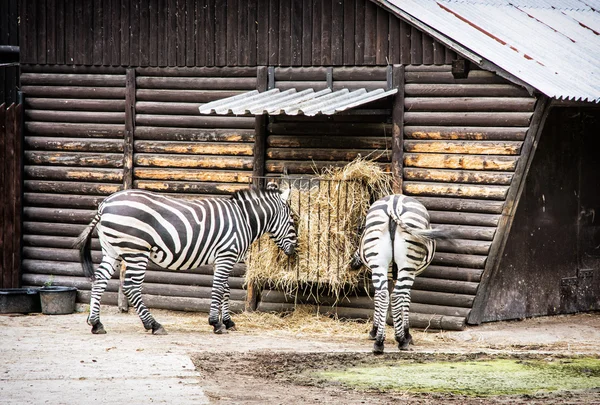 Пара горной зебры - Equus zebra hartmannae кормление — стоковое фото