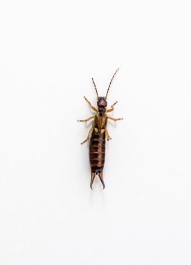 Avrupa kulağakaçan - Forficula auricularia - beyaz