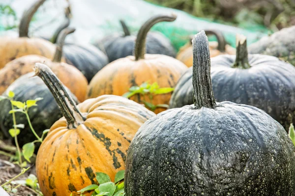Close up photo of ripe pumpkins in the field, autumn harvest — Stock Photo, Image