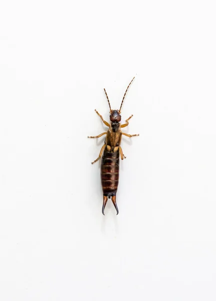 European earwig - Forficula auricularia - on the white Royalty Free Stock Photos