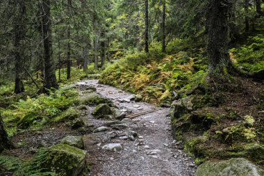 Mengusovska vadisinde sonbahar sahnesi, Yüksek Tatras dağları, Slovak cumhuriyeti. Yürüyüş teması.