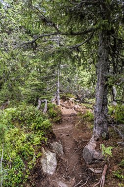 Kozalaklı ormanlardaki patika, Batı Tatras dağları, Slovakya Cumhuriyeti. Yürüyüş teması. Mevsimsel doğal sahne.