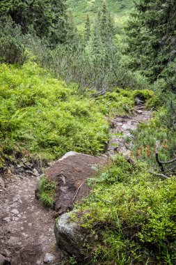 Kozalaklı ormanlardaki patika, Batı Tatras dağları, Slovakya Cumhuriyeti. Yürüyüş teması. Mevsimsel doğal sahne.