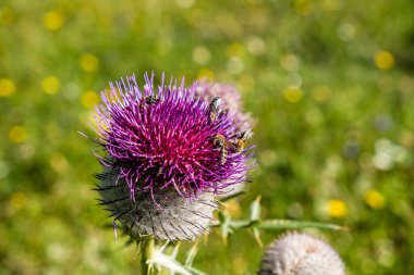 Bal arılı mor devedikeni, yeşil çayır, Büyük Fatra dağları, Slovakya Cumhuriyeti. Mevsimsel doğal sahne.