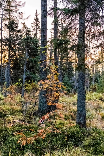 針葉樹林 Mengusovska渓谷 高タトラ山脈 スロバキア共和国 ハイキングのテーマ 秋の自然風景 — ストック写真