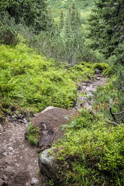 針葉樹林 西タトラ山脈 スロバキア共和国の歩道 ハイキングのテーマ 四季折々の自然 — ストック写真