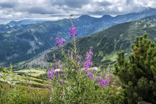 Flowers Scene Western Tatras Slovak Republic Hiking Theme Seasonal Natural — Stock Photo, Image