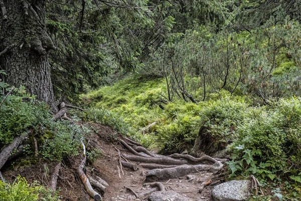 Passo Passo Floresta Coníferas Montanhas Tatras Ocidental República Eslovaca Tema — Fotografia de Stock