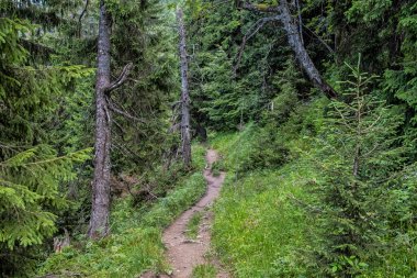 Coniferous forest, Big Fatra mountains, Slovak republic. Seasonal natural scene. Travel destination.
