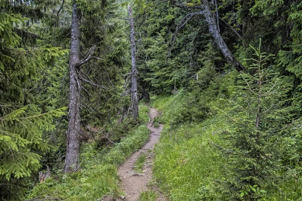 Coniferous Forest Big Fatra Mountains Slovak Republic Seasonal Natural Scene —  Fotos de Stock