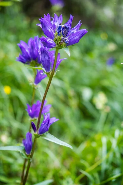 Violet Flower Big Fatra Mountains Slovak Republic Seasonal Natural Scene — Fotografia de Stock