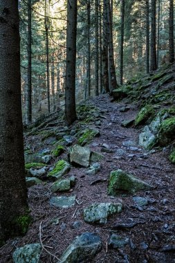 Kozalaklı ormandaki patika, Low Tatras dağları, Slovak cumhuriyeti. Yürüyüş teması. Mevsimsel doğal sahne.