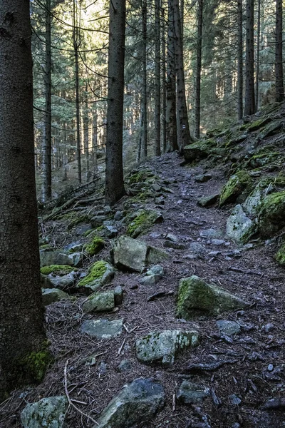 Voetpad Naaldbos Lage Tatra Bergen Slowakije Wandelthema Seizoensgebonden Natuur — Stockfoto