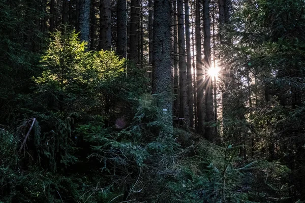 Sunrays Scene Coniferous Forest Low Tatras Mountains Slovak Republic Hiking — Foto Stock