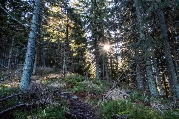 Sunrays Scene Coniferous Forest Low Tatras Mountains Slovak Republic Hiking — Fotografia de Stock