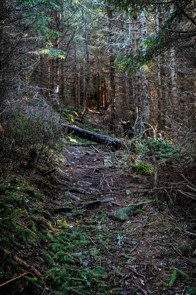 Passo Passo Floresta Coníferas Montanhas Low Tatras República Eslovaca Tema — Fotografia de Stock