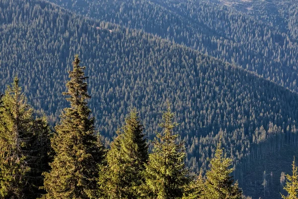 Floresta Coníferas Montanhas Tatras Baixas República Eslovaca Tema Das Caminhadas — Fotografia de Stock