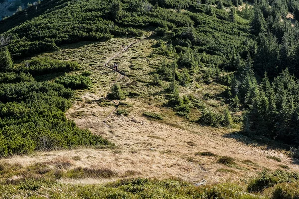 Passo Passo Floresta Coníferas Montanhas Low Tatras República Eslovaca Tema — Fotografia de Stock