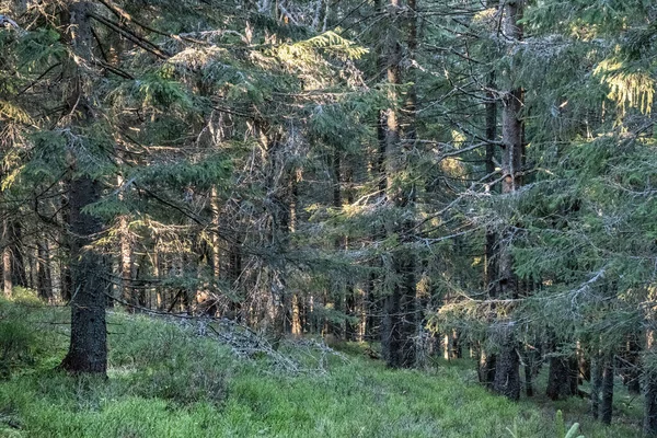 Floresta Coníferas Montanhas Tatras Baixas República Eslovaca Tema Das Caminhadas — Fotografia de Stock