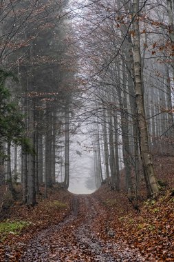 Sisli ormanda sonbahar sahnesi, Küçük Fatra, Slovak Cumhuriyeti. Doğada güzellik.