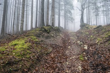 Sisli ormanda sonbahar sahnesi, Küçük Fatra, Slovak Cumhuriyeti. Doğada güzellik.